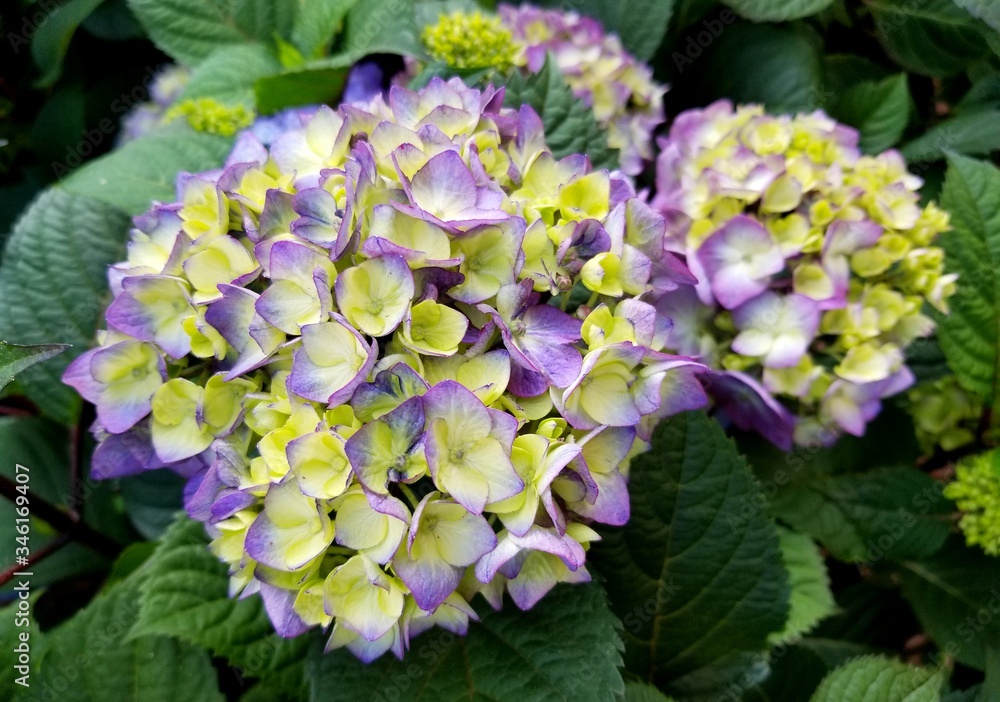 Purple and yellow Hydrangea flowers at full bloom Purple and yellow Hydrangea flowers at full bloom