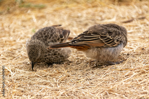 タンザニア・ンゴロンゴロで見かけた小鳥