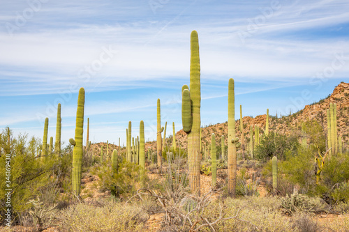 Saguaro National Park in Arizona