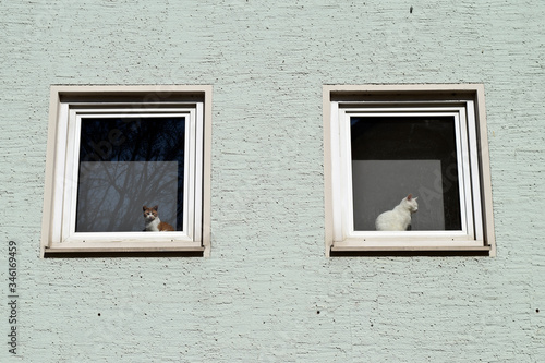 zwei Katzen im Fenster