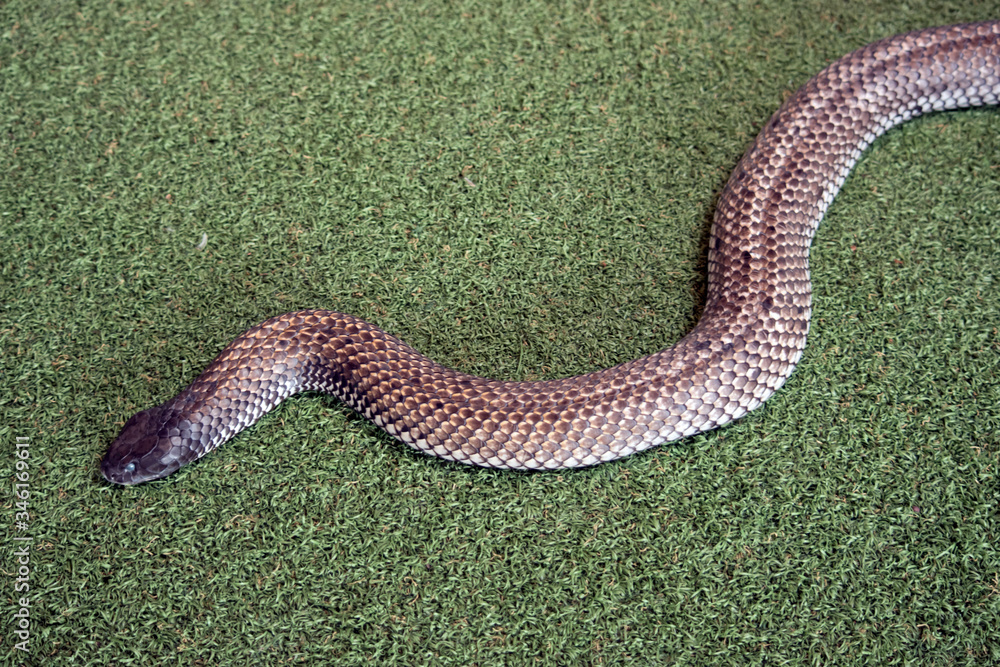 Fototapeta premium the Kangaroo Island tiger snake is slithering along the grass