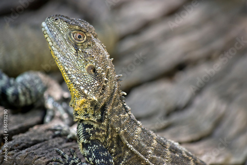 this is a side view of a water dragon © susan flashman