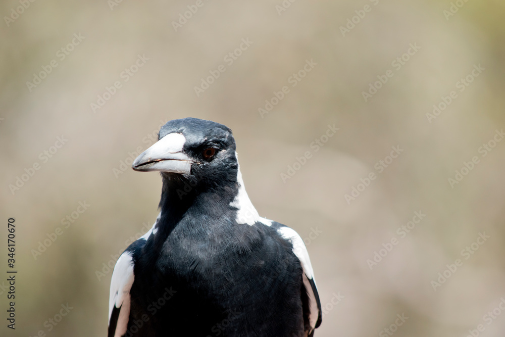 Obraz premium the magpie is a black and white bird with brown eyes