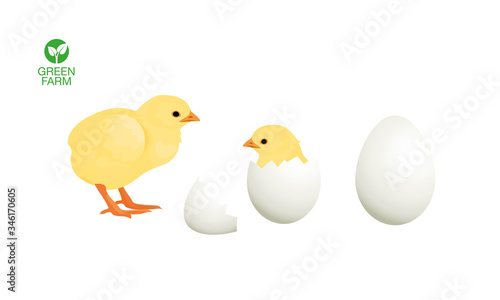 Easter chicken hatched from an egg. Farm animals collection.