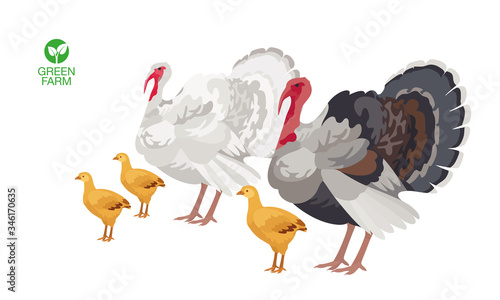 Turkey with turkey-poult on white background. Farm animals collection.