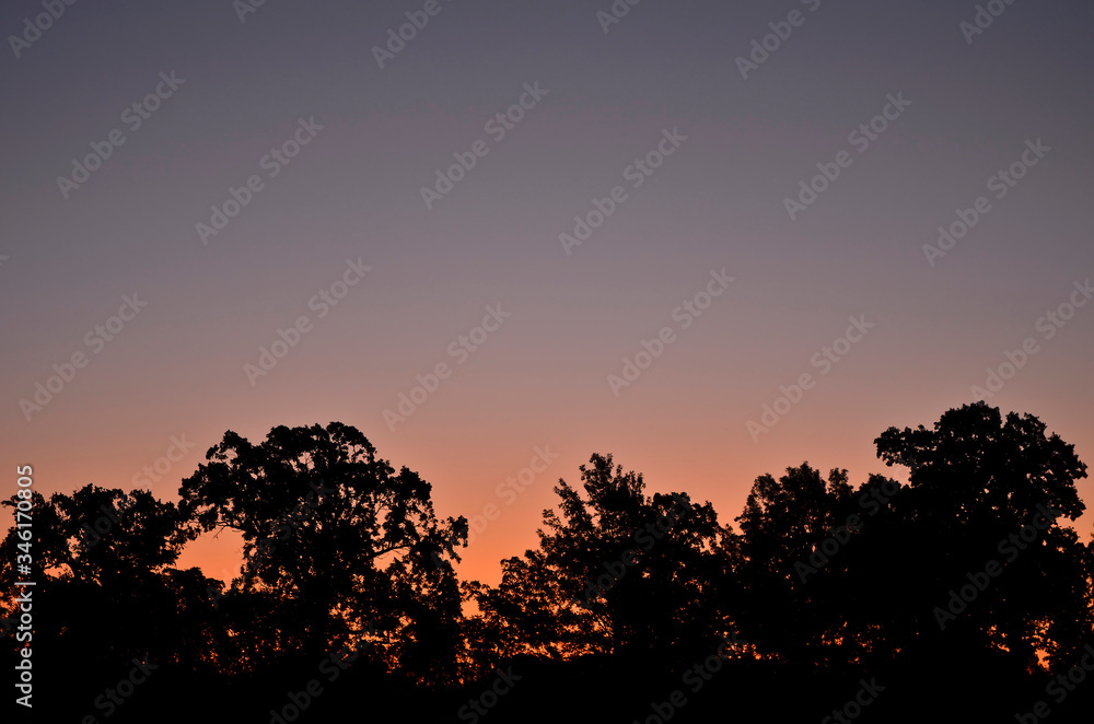 Dark Trees against a Purple & Mauve Sunrise/Sunset Sky Dark Trees against a Purple & Mauve Sunrise/Sunset Sky