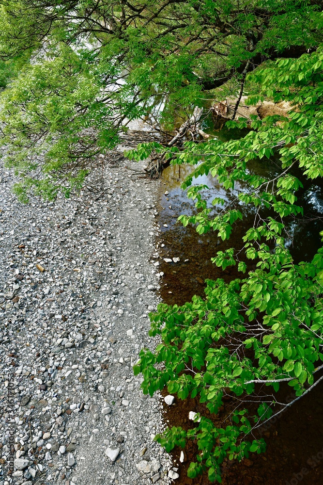 Fototapeta premium trees spreading branches over the riverbed