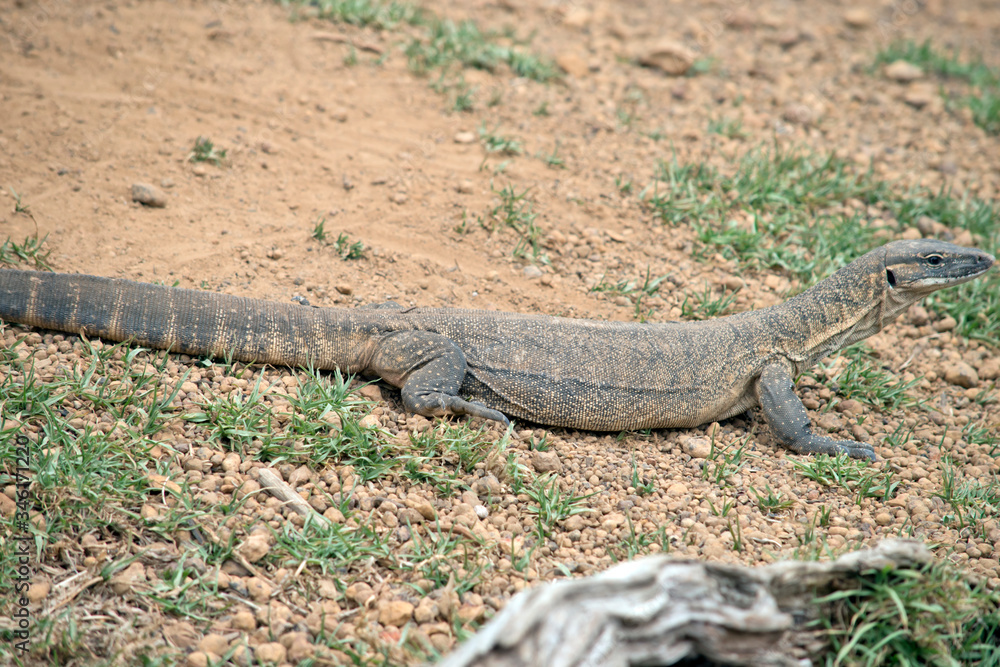 Fototapeta premium this is a side view of a rosenberg lizard