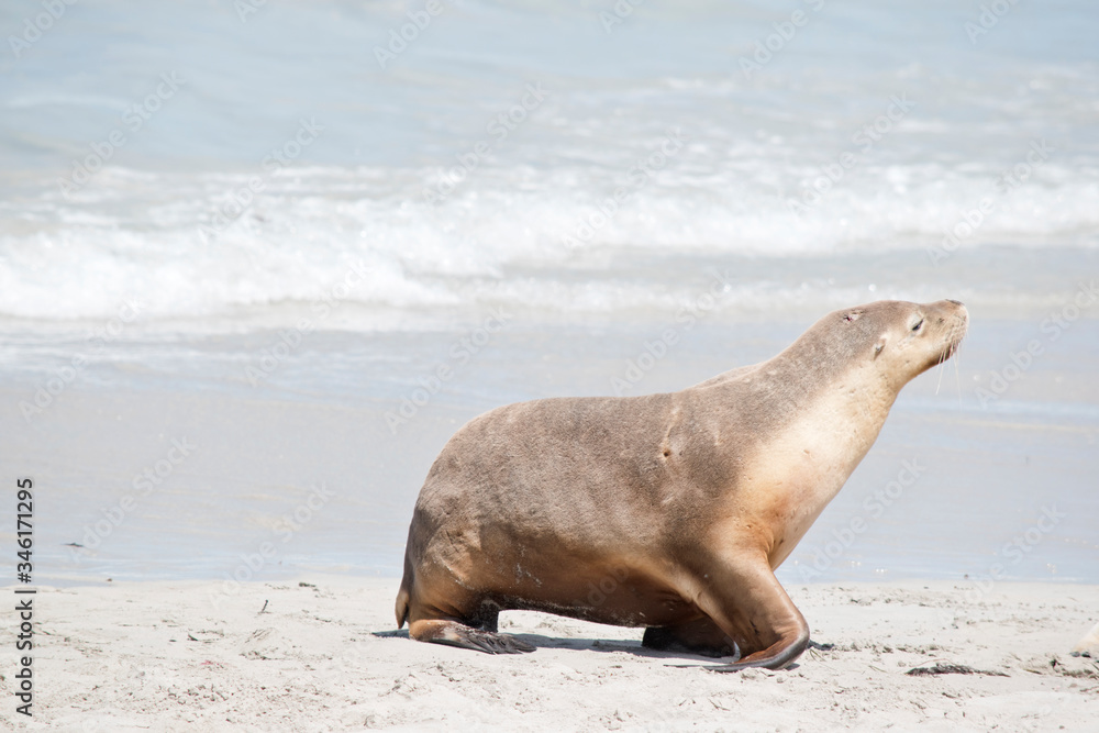 Fototapeta premium this is a female sea lion at Seal Bay