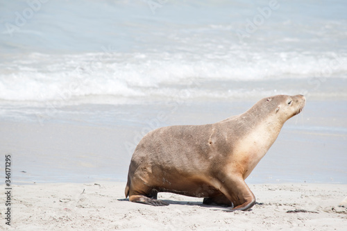 this is a female sea lion at Seal Bay © susan flashman