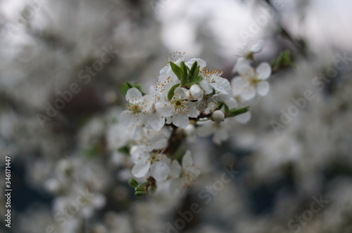 blooming cherry tree