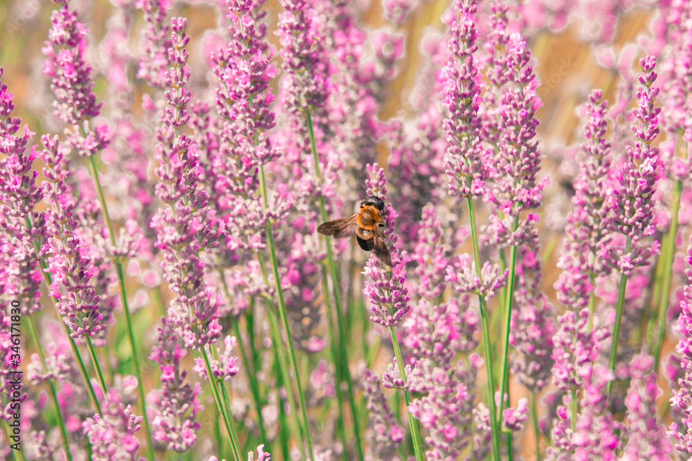 Butterfly on purple lavender flower Butterfly on purple lavender flower