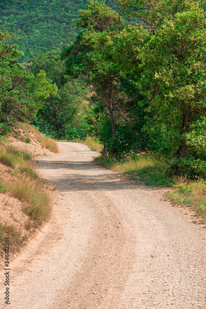 Road in the woods Road in the woods