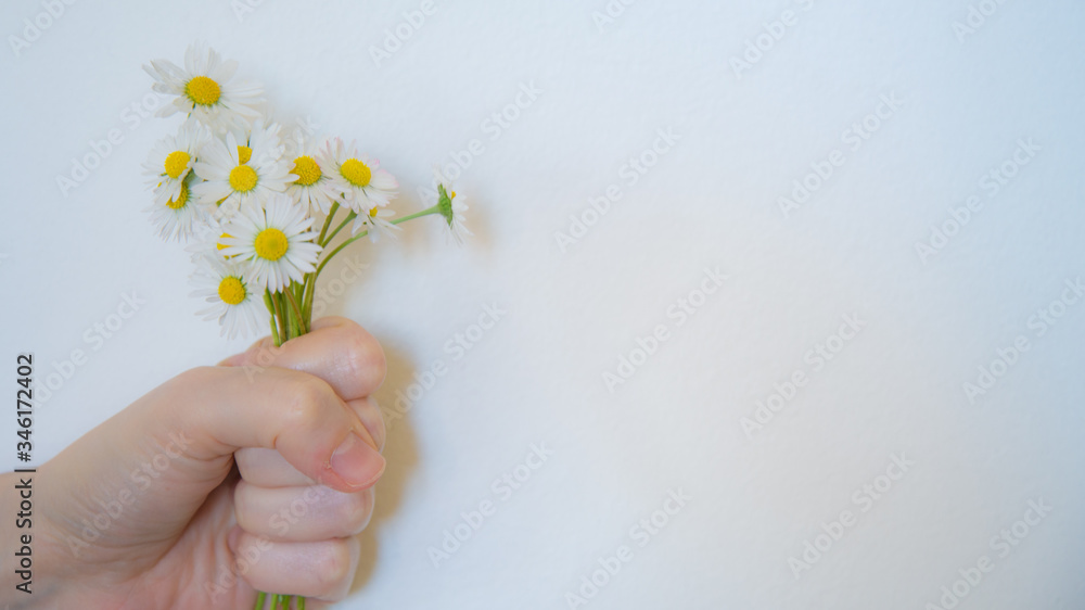 One female hand holding a bouquet of daisies, on a white background, with copy space One female hand holding a bouquet of daisies, on a white background, with copy space