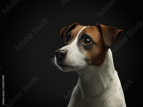 A brown and white dog looking at the camera