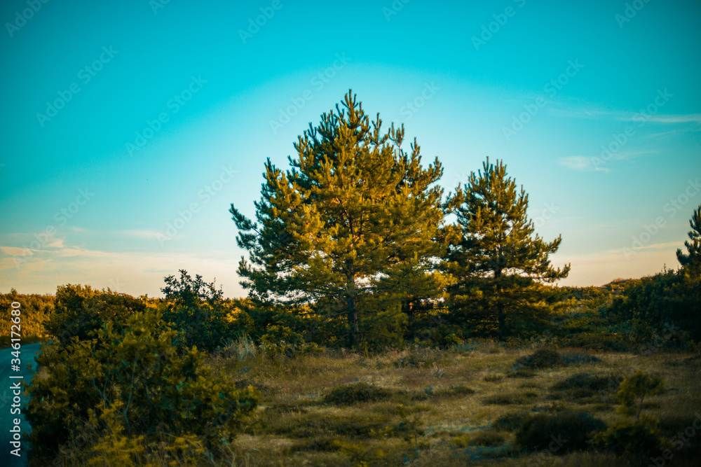 Fototapeta premium Sunset in the forest with spectacular tree