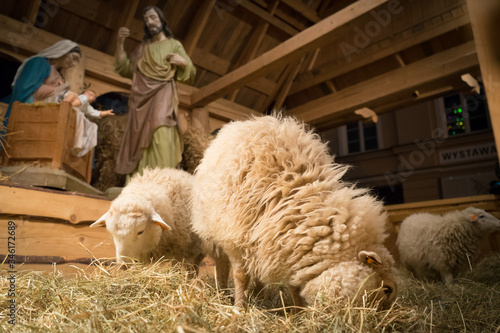 Nativity scene with live lambs in Warsaw, three lambs with the holy family scene