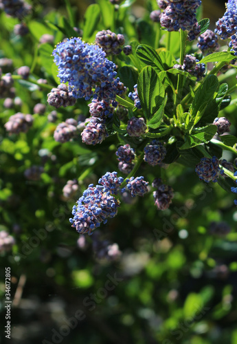 Fleurs violettes