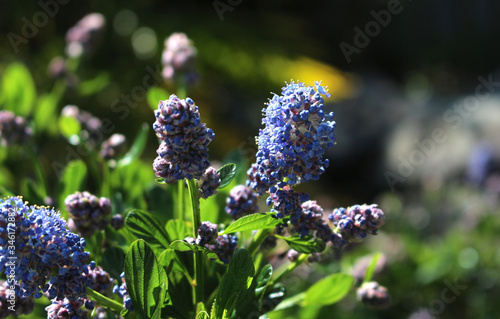 Fleurs violettes