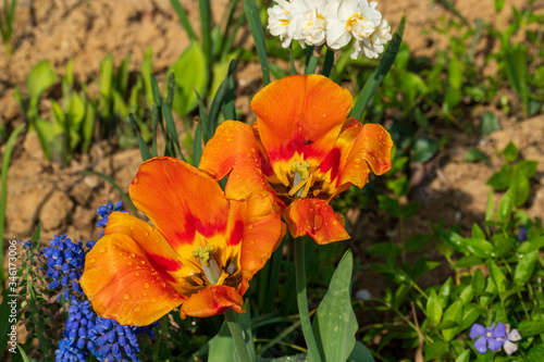 orange tulips with leaves and soil in the background