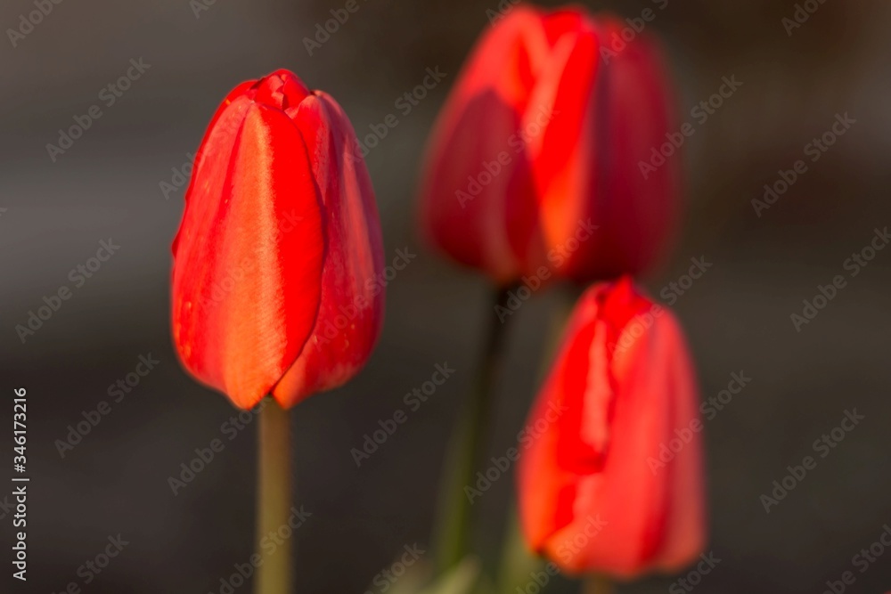 Trzy czerwone tulipany - obrazy, fototapety, plakaty 