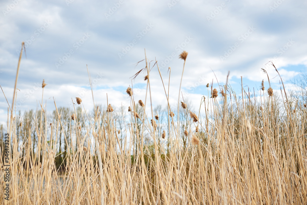 Obraz premium Close-up picture of dry yellow grass on green field with light blue sky and white clouds. Countryside village rural natural background at sunny weather in spring summer. Nature protection concept.