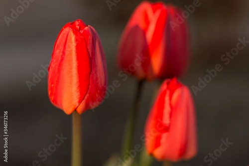 Trzy czerwone tulipany