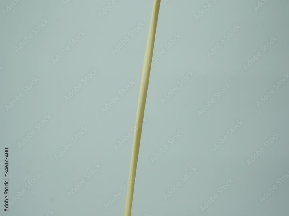 Pouring fresh milk in slow motion, moving water in a pot to use food , Closeup Front view Food concept.
Pouring fresh milk in slow motion, moving water in a pot to use food , Closeup Front view Food concept.