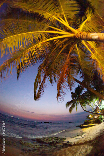 Palm tree against the background of the night sky on the beach in Sri Lanka.