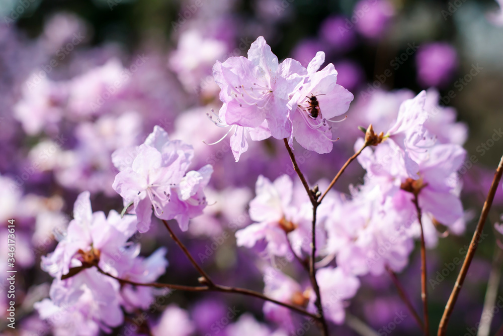 Pink flowers and a bee Pink flowers and a bee