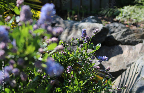 Fleurs violettes