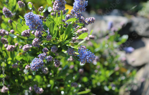 Fleurs violettes