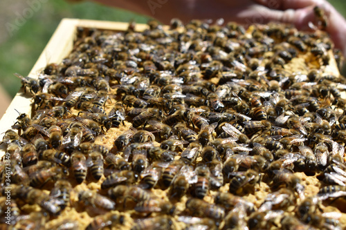 Bienen tummeln sich auf Wabe im Rahmen photo