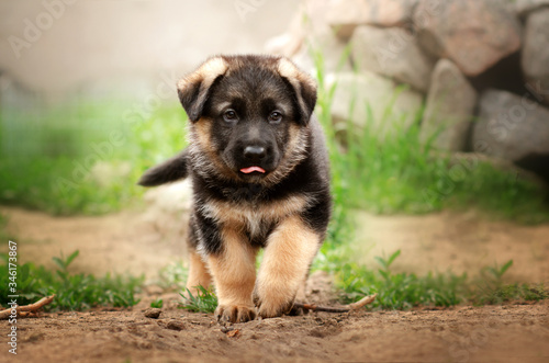 funny photos cute puppies of a German shepherd dog spring games bright greens 