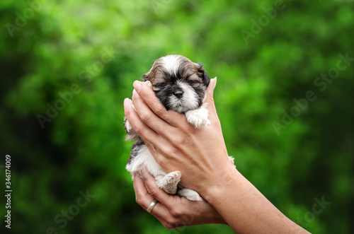 Shih Tzu puppies cute photo dogs spring green background 