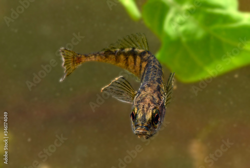 Картината върху платно Ninespine stickleback / Zwergstichling, Neunstachliger Stichling (Pungitius pung