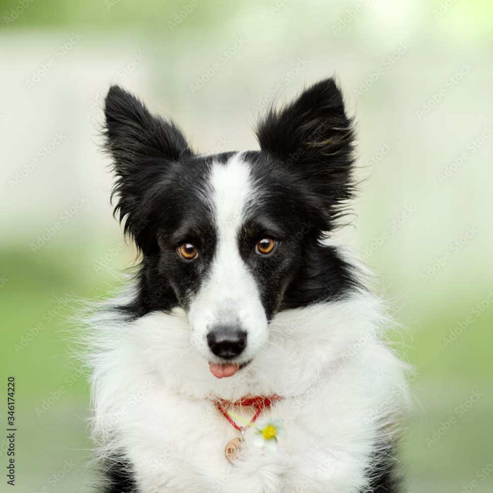 border collie dog funny spring portrait on a green background with a flower
