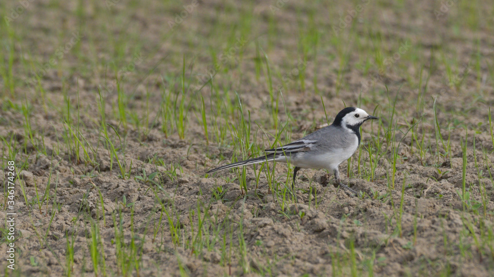 Ballerina bianca, uccello, che cammina tra l'erba verde del prato