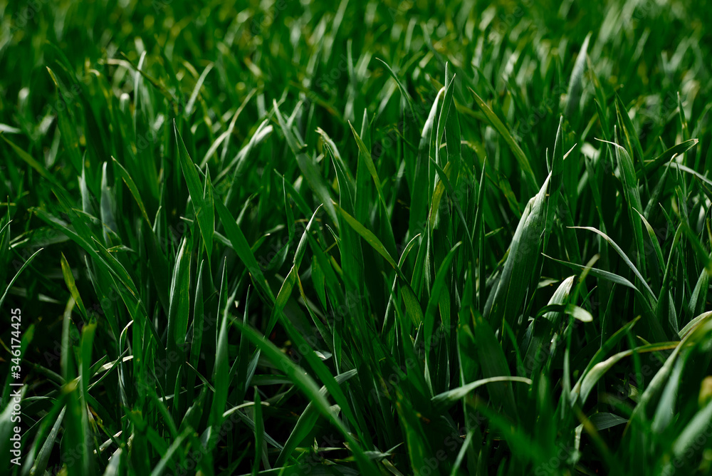 Close-up picture of vivid light green grass. Beautiful field landscape. Countryside village rural natural background at sunny weather in spring summer. Nature protection concept. Ecological issues. Close-up picture of vivid light green grass. Beautiful field landscape. Countryside village rural natural background at sunny weather in spring summer. Nature protection concept. Ecological issues.