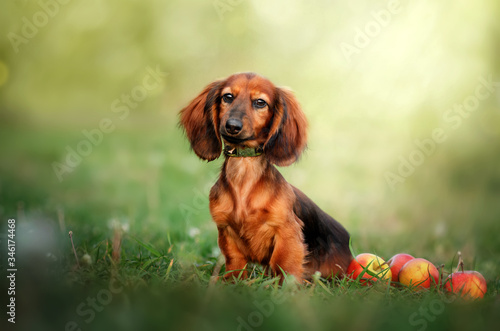 beautiful portrait of a long-haired red-haired dachshund cute puppy spring photo 