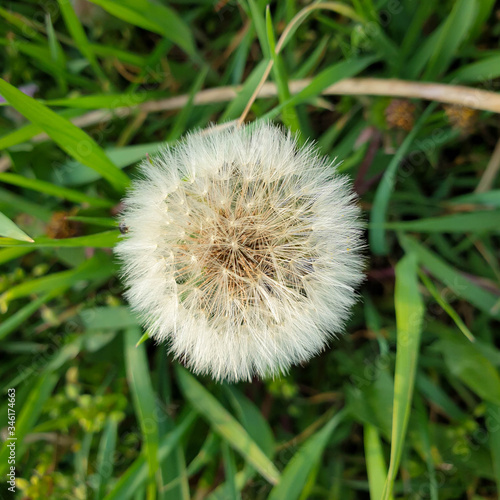 Dandelion seed head on a green blurry background close-up macro also called Blowball.