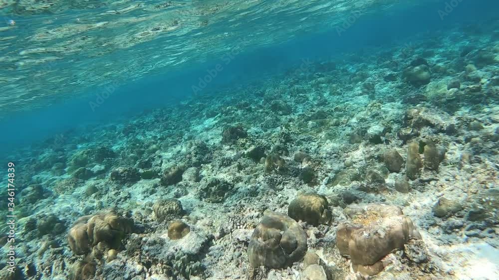 Corals and fishes on a beautiful seabed underwater, slow motion Corals and fishes on a beautiful seabed underwater, slow motion
