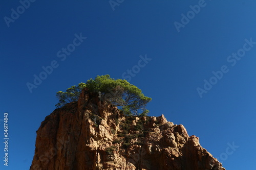 Arbol en la roca