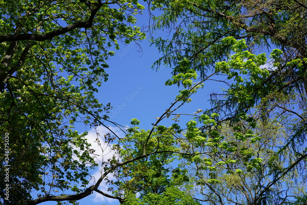 Fototapeta premium Äste, blauer Himmel, Wolke, Sonnenschein