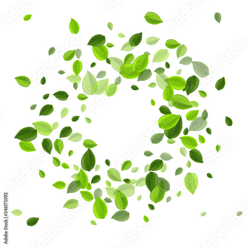 Olive Greens Fly Vector Branch. Organic Foliage 