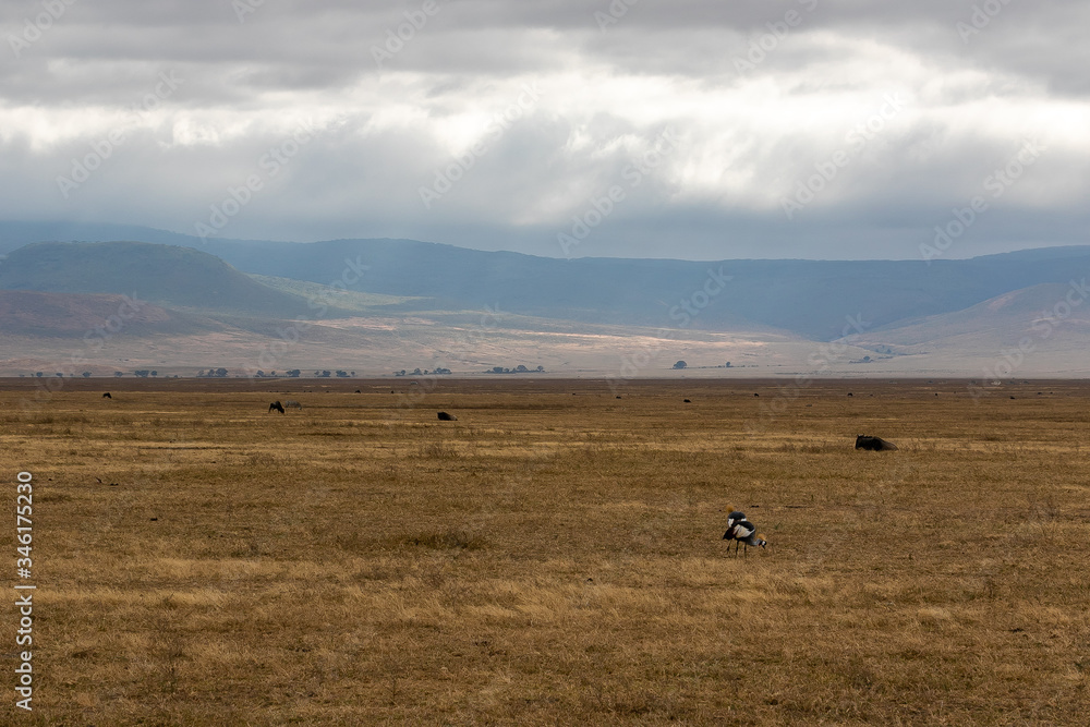 タンザニア・ンゴロンゴロの草原で見かけたカンムリヅルのペアと曇り空