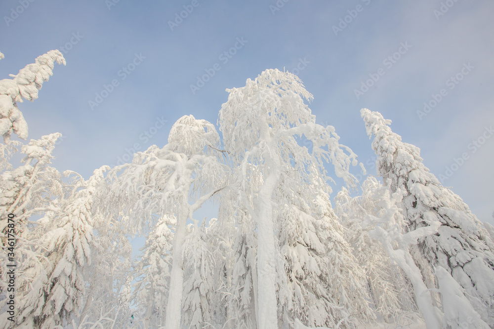 custom made wallpaper toronto digitalSnow white covered trees in winter landscape
