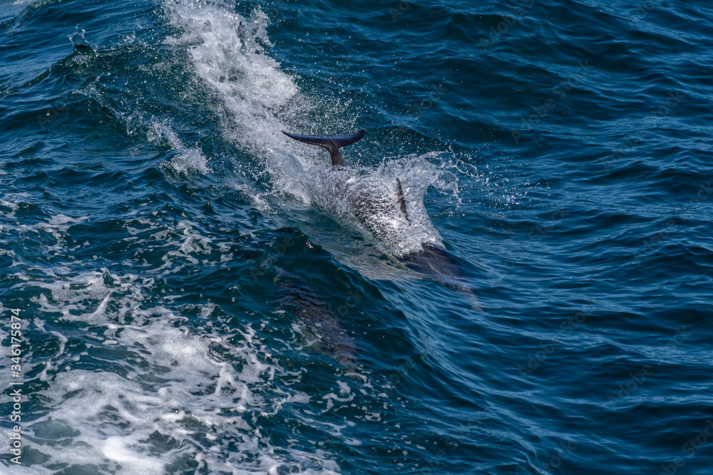 Obraz premium Long-beaked common dolphins (Delphinus capensis) off the coast of Baja California, Mexico.