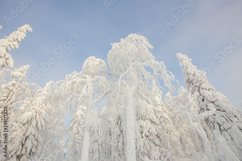 Wallpaper Mural Snow white covered trees in winter landscape Torontodigital.ca