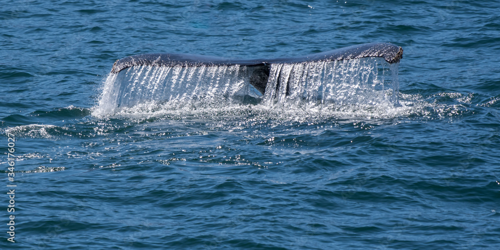 Fototapeta premium Humpback whale (Megaptera novaeangliae) shows tail flukes as it dives off the coast of Baja California, Mexico.